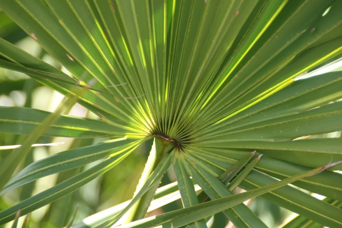 Serenoa repens image