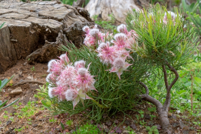 Serruria rosea image