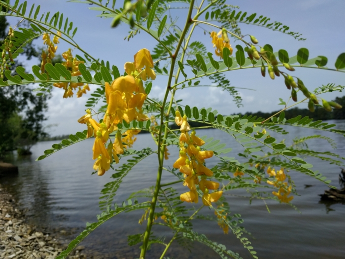 Sesbania drummondii image