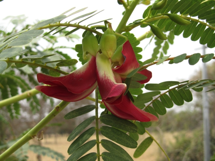 Sesbania grandiflora image