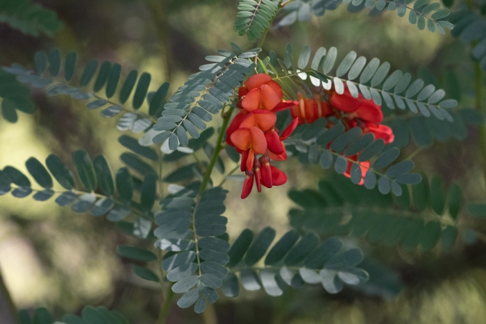 Sesbania punicea image
