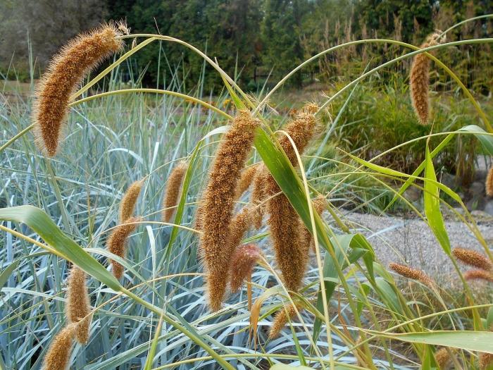 Setaria macrostachya image