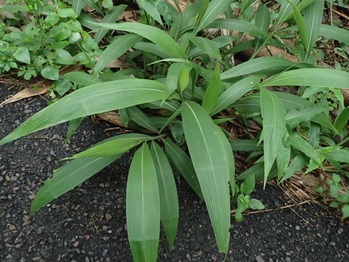Setaria palmifolia image