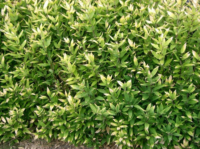 Shibataea kumasasa image