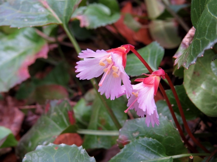 Shortia galacifolia image
