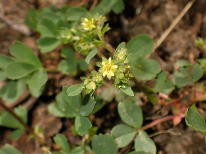 Sibbaldia procumbens image