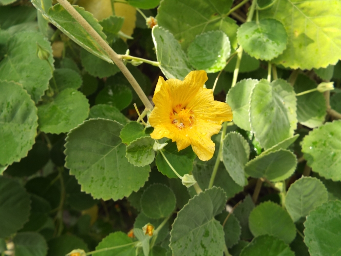 Sida fallax image