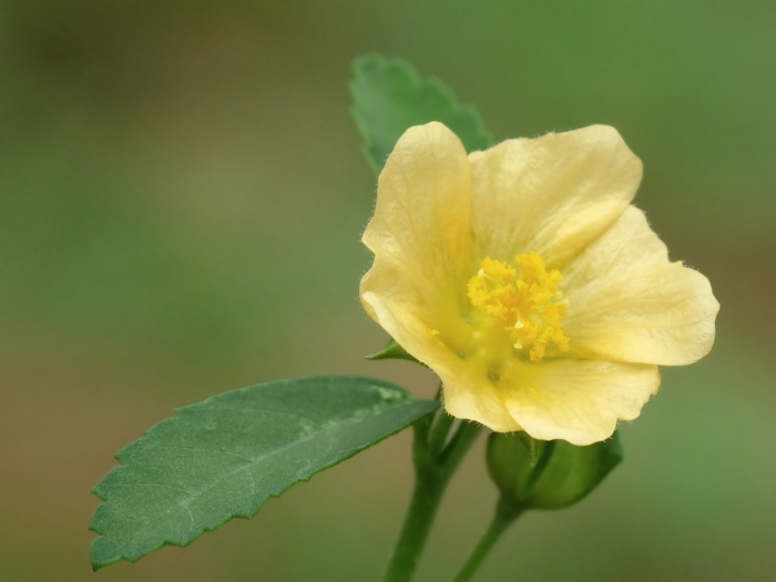 Sida rhombifolia image