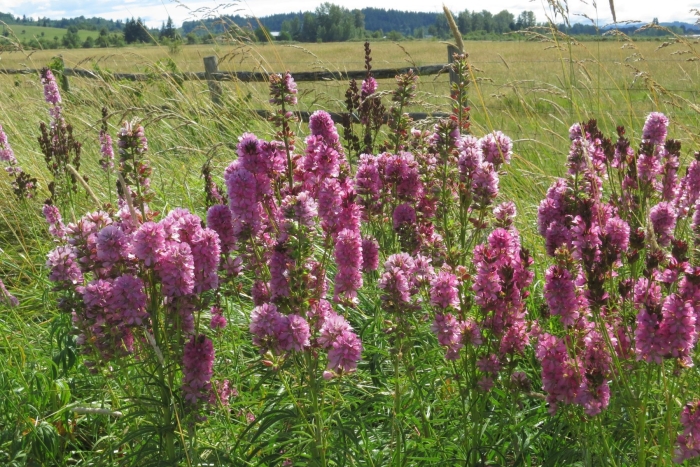 Sidalcea cusickii image
