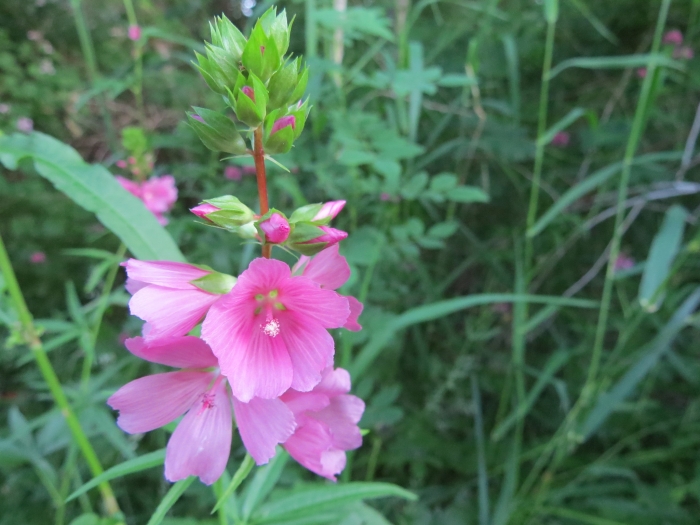 Sidalcea hendersonii image