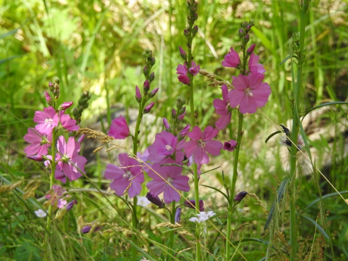 Sidalcea neomexicana image