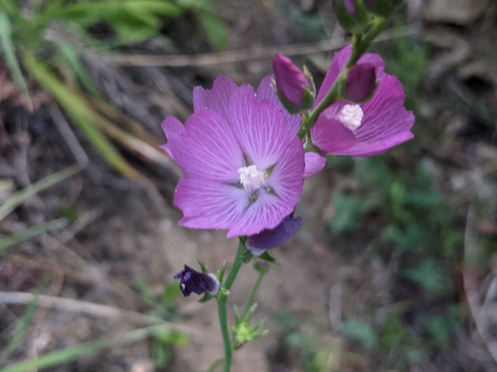 Sidalcea oregana image