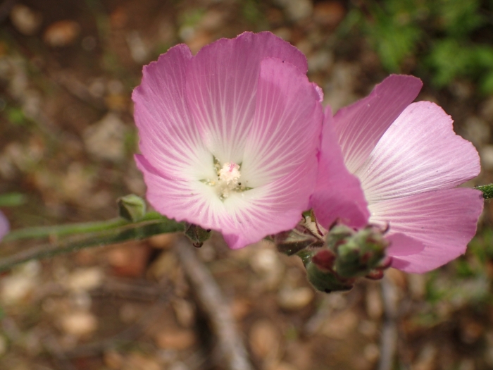 Sidalcea sparsifolia image