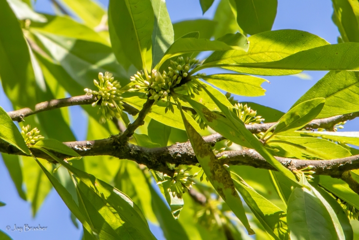 Sideroxylon lycioides image