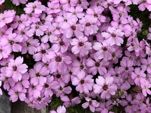 Silene acaulis image