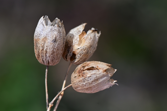 Silene behen image