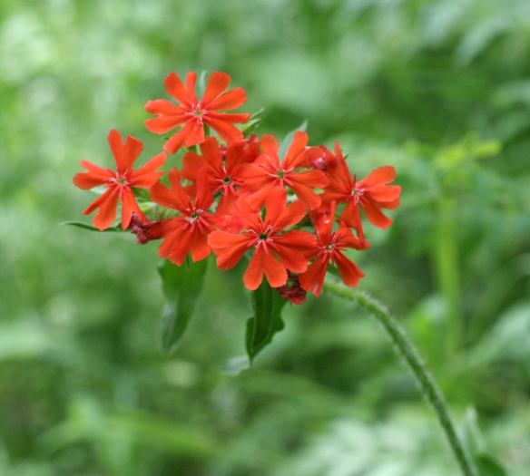 Silene chalcedonica image