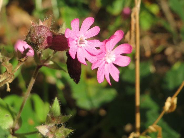 Silene dioica image