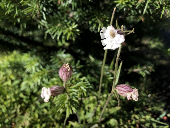 Silene drummondii image