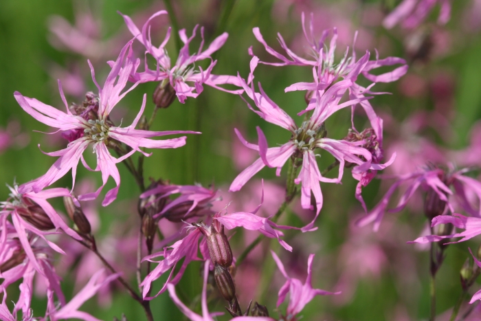 Silene flos-cuculi image
