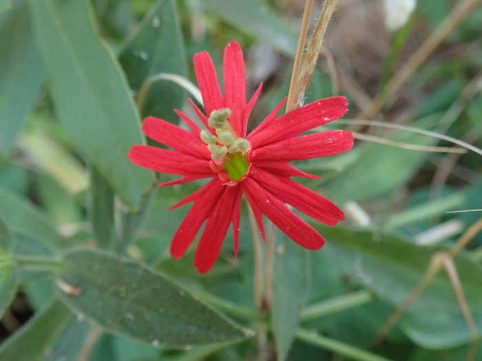 Silene laciniata image