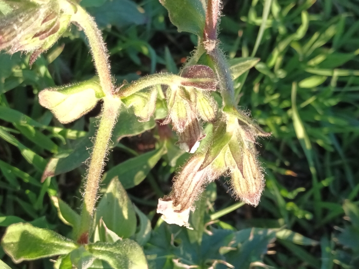 Silene noctiflora image
