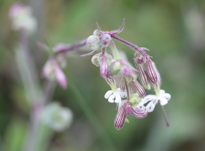 Silene nutans image