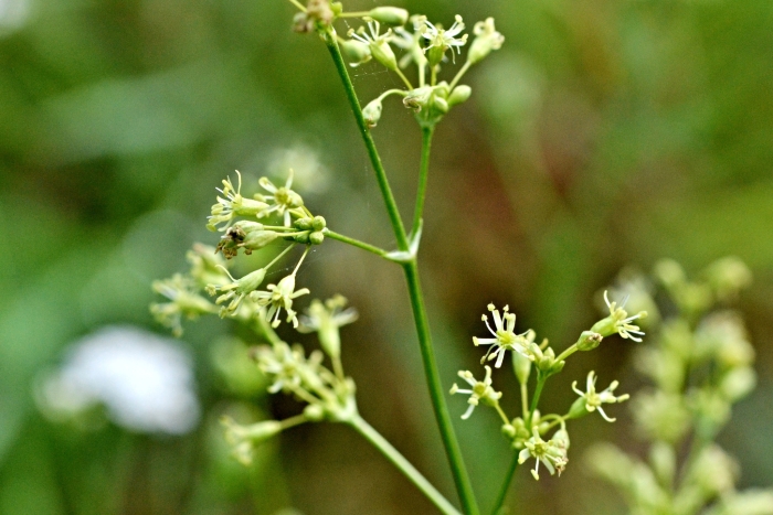 Silene otites image
