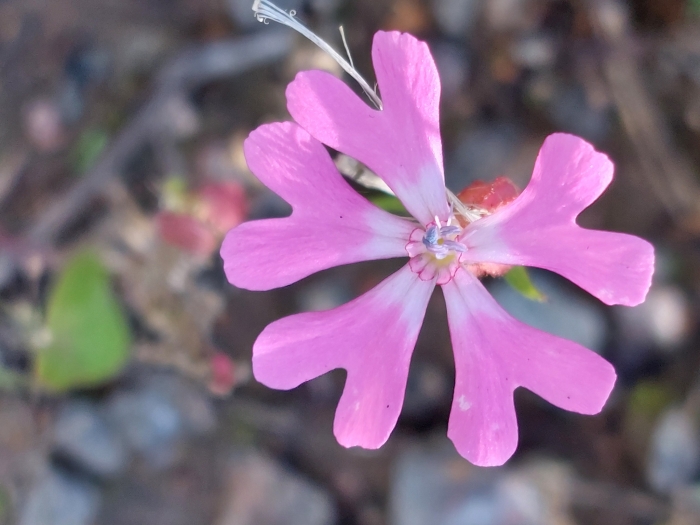 Silene pendula image