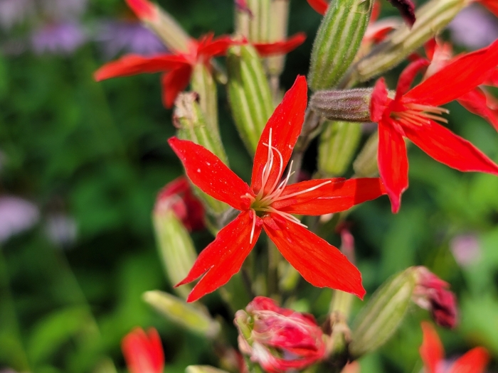 Silene regia image