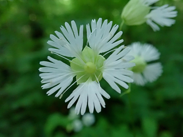 Silene stellata image