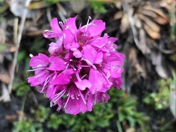 Silene suecica image