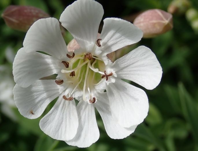 Silene uniflora image