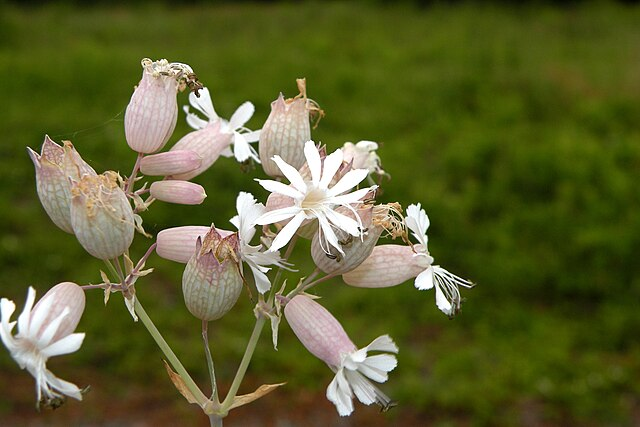 Silene vulgaris image