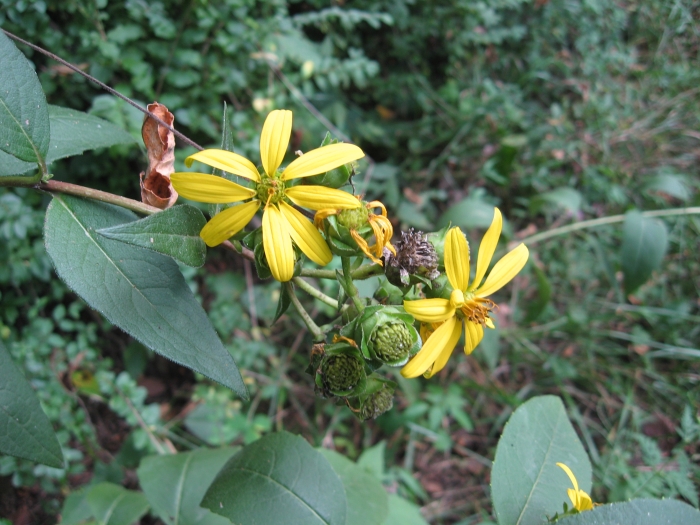 Silphium asteriscus image