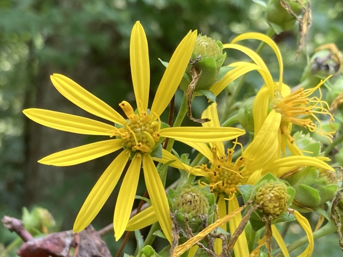 Silphium asteriscus var. trifoliatum image