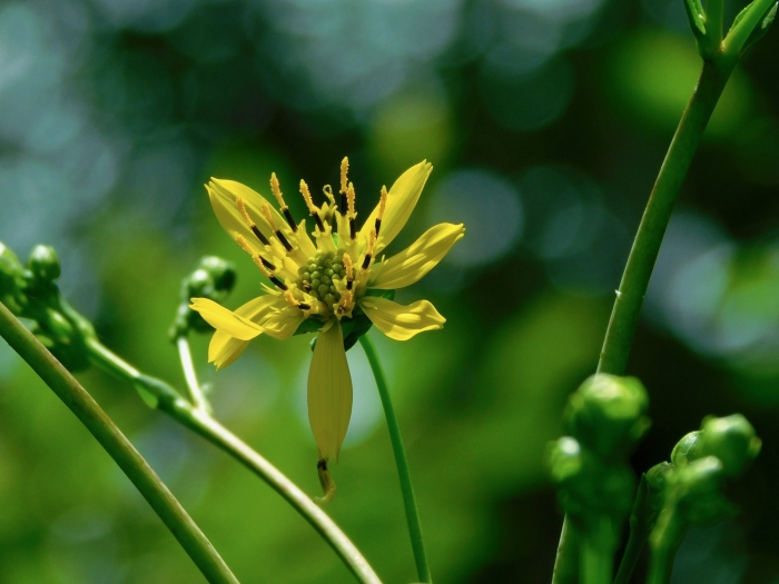 Silphium compositum image