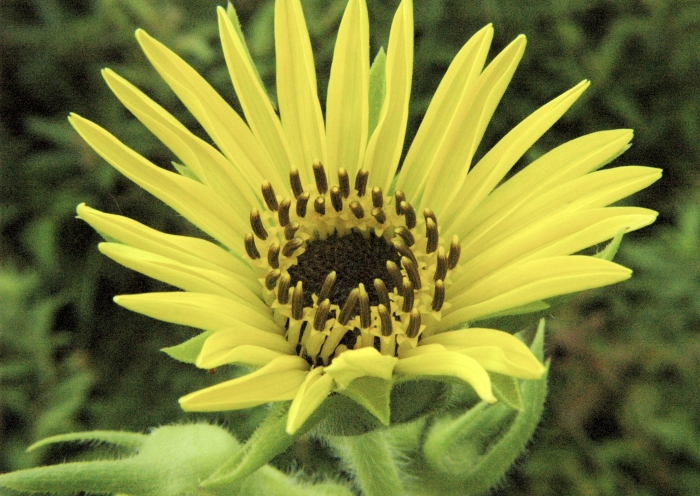 Silphium laciniatum image