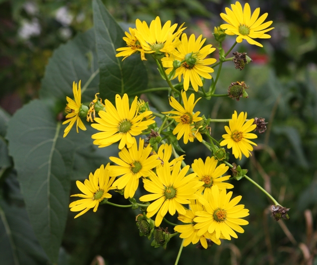 Silphium perfoliatum image