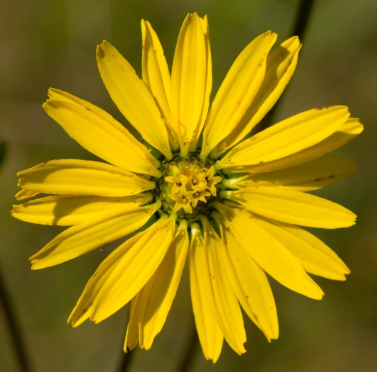 Silphium terebinthinaceum image
