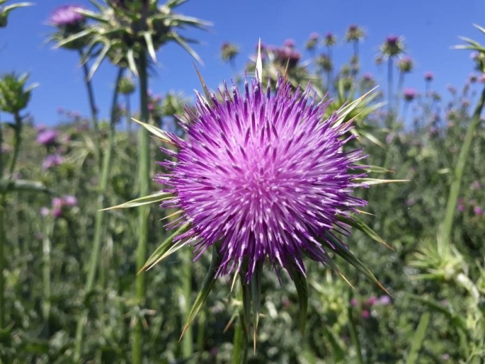 Silybum marianum image