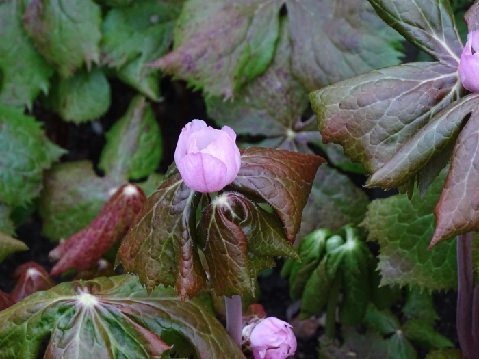 Sinopodophyllum hexandrum image