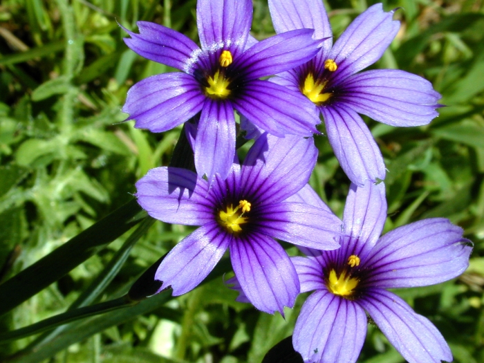 Sisyrinchium bellum image