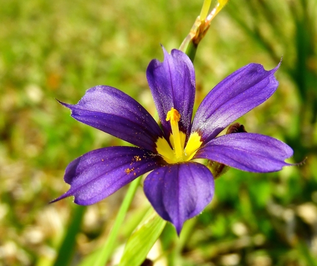 Sisyrinchium bermudiana image