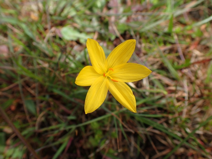 Sisyrinchium californicum image