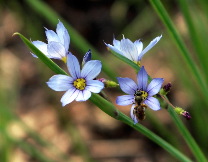 Sisyrinchium campestre image