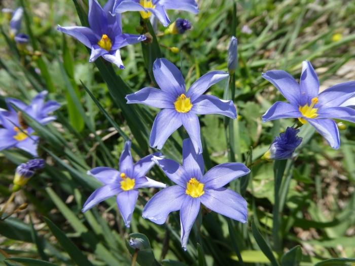 Sisyrinchium langloisii image