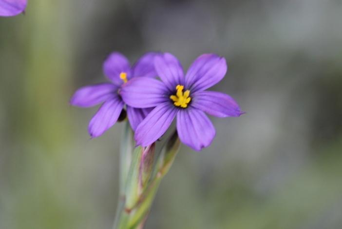 Sisyrinchium montanum image