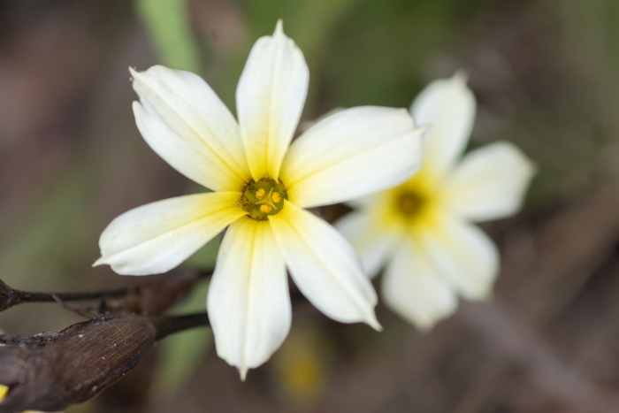 Sisyrinchium striatum image