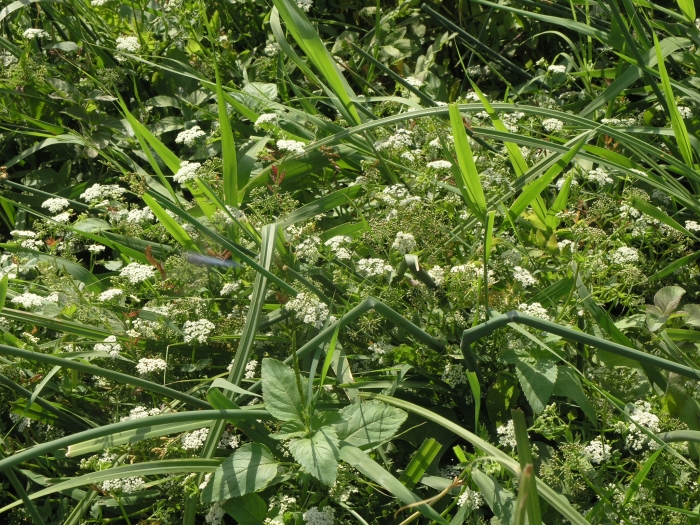 Sium sisarum image